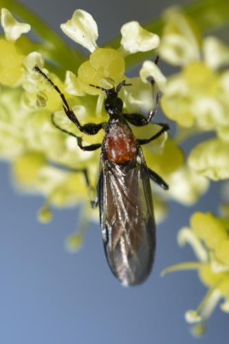 Bibio anglicus